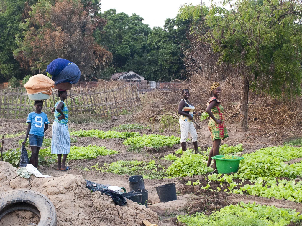 Personas trabajando en un huerto comunitario entre bancales de cultivo